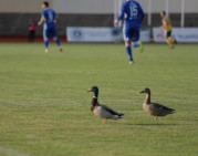 Keturios A lygos XV turo intrigos (anonsas)